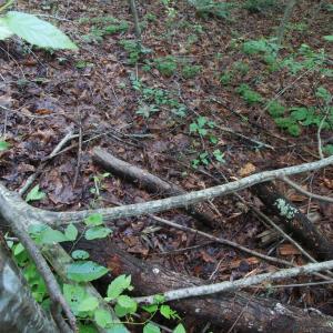 Photo #41 of Barton Rd, Green Bay, VA 5.4 acres