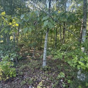 Photo #8 of 2362 Dixie Hill Rd, Buckingham, VA 6.1 acres