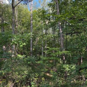 Photo #2 of Oakville Road, Gladstone, VA 17.4 acres