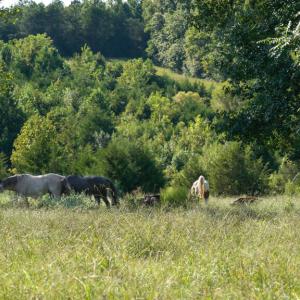 Photo #6 of 630 Meherrin Road, Meherrin, VA 7.0 acres