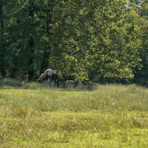 Photo #3 of 630 Meherrin Road, Meherrin, VA 7.2 acres