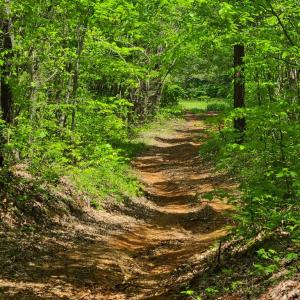Photo #11 of Lees Mill Road, Drakes Branch, VA 61.5 acres