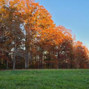 Photo #19 of Lees Mill Road, Drakes Branch, VA 61.5 acres