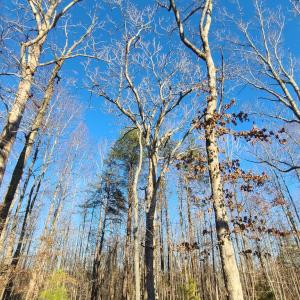 Photo #21 of Lees Mill Road, Drakes Branch, VA 61.5 acres