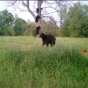 Photo #57 of Lees Mill Road, Drakes Branch, VA 61.5 acres