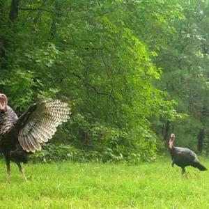 Photo #58 of Lees Mill Road, Drakes Branch, VA 61.5 acres
