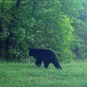 Photo #59 of Lees Mill Road, Drakes Branch, VA 61.5 acres
