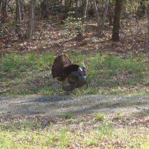 Photo #60 of Lees Mill Road, Drakes Branch, VA 61.5 acres