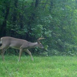 Photo #61 of Lees Mill Road, Drakes Branch, VA 61.5 acres