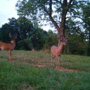 Photo #62 of Lees Mill Road, Drakes Branch, VA 61.5 acres
