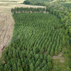 Photo #2 of 617 Banton Shop Road, Dillwyn, VA 44.1 acres