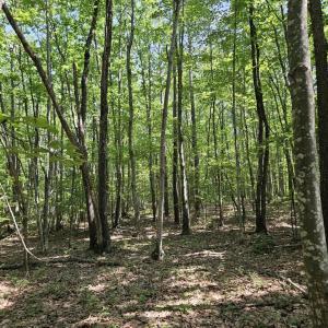 Photo #13 of 604 Meadow Creek, Wingina, VA 5.6 acres