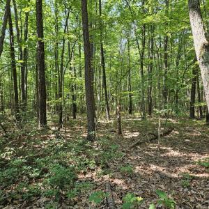 Photo #14 of 604 Meadow Creek, Wingina, VA 5.6 acres