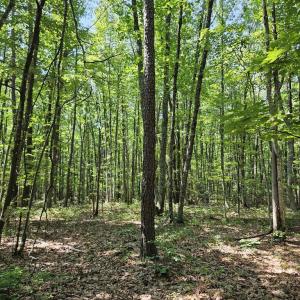 Photo #16 of 604 Meadow Creek, Wingina, VA 5.6 acres