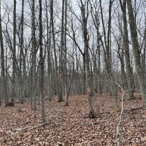 Photo #13 of 10.27 Acre College Park Lane, Keysville, VA 10.3 acres