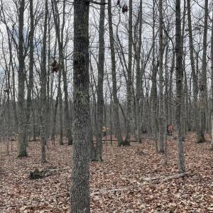 Photo #15 of 10.27 Acre College Park Lane, Keysville, VA 10.3 acres