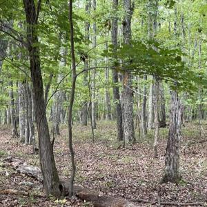 Photo #16 of 10.27 Acre College Park Lane, Keysville, VA 10.3 acres