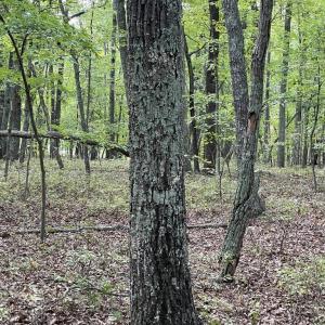Photo #17 of 10.27 Acre College Park Lane, Keysville, VA 10.3 acres