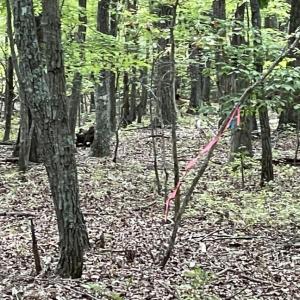 Photo #18 of 10.27 Acre College Park Lane, Keysville, VA 10.3 acres