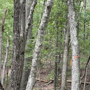 Photo #19 of 10.27 Acre College Park Lane, Keysville, VA 10.3 acres