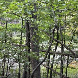 Photo #20 of 10.27 Acre College Park Lane, Keysville, VA 10.3 acres