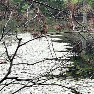 Photo #21 of 10.27 Acre College Park Lane, Keysville, VA 10.3 acres