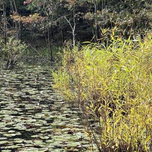 Photo #23 of 10.27 Acre College Park Lane, Keysville, VA 10.3 acres