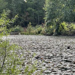 Photo #24 of 10.27 Acre College Park Lane, Keysville, VA 10.3 acres