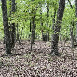 Photo #26 of 10.27 Acre College Park Lane, Keysville, VA 10.3 acres