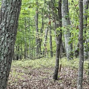 Photo #27 of 10.27 Acre College Park Lane, Keysville, VA 10.3 acres