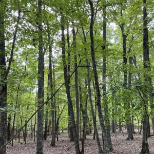 Photo #29 of 10.27 Acre College Park Lane, Keysville, VA 10.3 acres