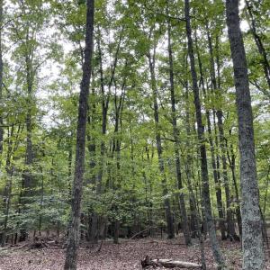 Photo #30 of 10.27 Acre College Park Lane, Keysville, VA 10.3 acres