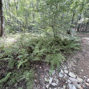 Photo #12 of Piney Mountain Lane, Shipman, VA 12.1 acres
