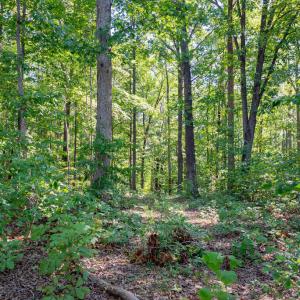 Photo #2 of 00 Mountain Hall, Crewe, VA 17.0 acres