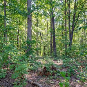 Photo #3 of 00 Mountain Hall, Crewe, VA 17.0 acres