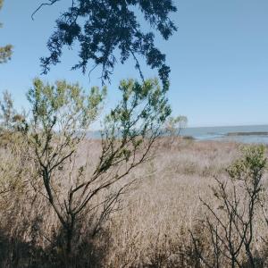 Photo #9 of Lot 3 LAUGHING GULL WAVE, ACCOMAC, VA 1.9 acres