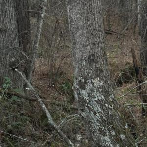 Photo #16 of Piney Mountain Road, Appomattox, VA 23.2 acres