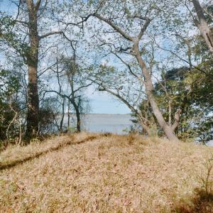 Photo #3 of Lot 6 CEDAR GROVE DRIVE, PAINTER, VA 1.6 acres