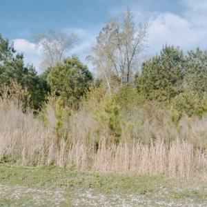 Photo #4 of Lot 6 CEDAR GROVE DRIVE, PAINTER, VA 1.6 acres
