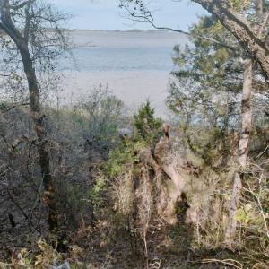 Photo #5 of Lot 6 CEDAR GROVE DRIVE, PAINTER, VA 1.6 acres