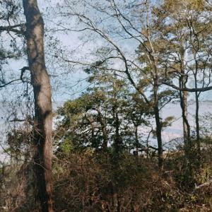 Photo #6 of Lot 6 CEDAR GROVE DRIVE, PAINTER, VA 1.6 acres