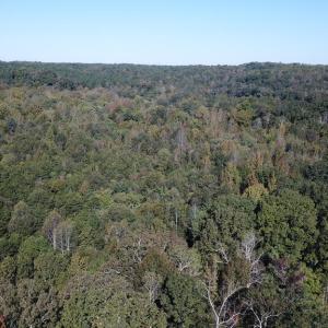 Photo #10 of Hollywood Road, Appomattox, VA 84.4 acres
