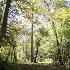 Photo #5 of Hollywood Road, Appomattox, VA 84.4 acres
