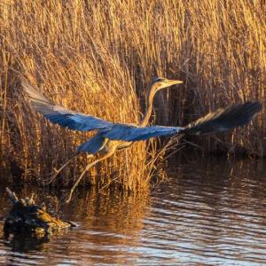 Photo #3 of ALICATO RD, PARKSLEY, VA 20.0 acres