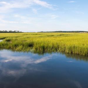 Photo #5 of ALICATO RD, PARKSLEY, VA 20.0 acres