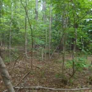 Photo #2 of Lot 21 YEO NECK RUN, MELFA, VA 0.7 acres