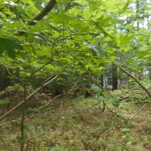 Photo #3 of Lot 21 YEO NECK RUN, MELFA, VA 0.7 acres