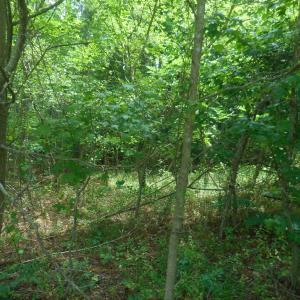 Photo #4 of Lot 21 YEO NECK RUN, MELFA, VA 0.7 acres
