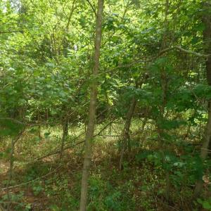 Photo #5 of Lot 21 YEO NECK RUN, MELFA, VA 0.7 acres
