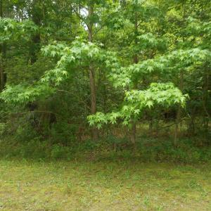 Photo #6 of Lot 21 YEO NECK RUN, MELFA, VA 0.7 acres